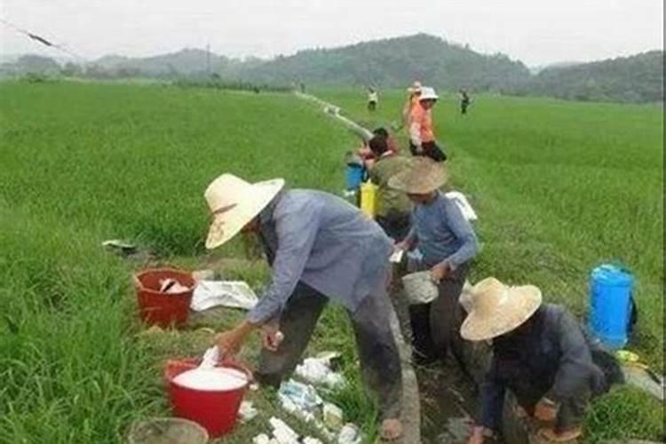 辣椒施什么肥好