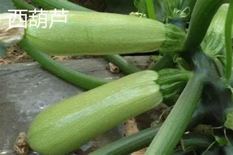 棉花花芽分化期喷施什么硼肥好？