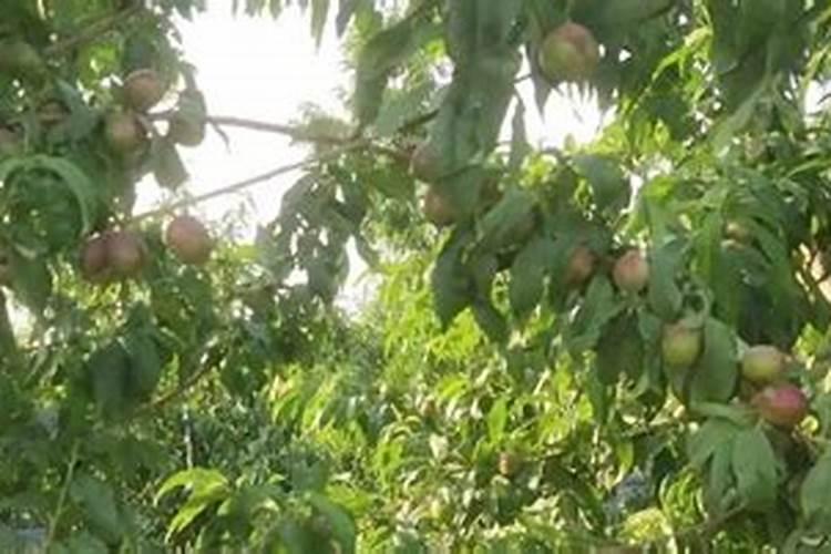 桃子结果后怎样施肥