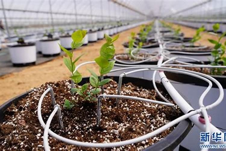 蓝莓盆栽正确的种植方法