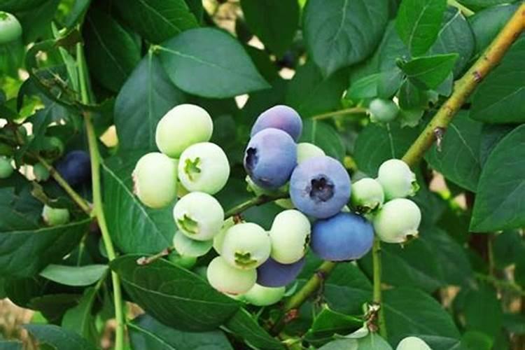 刚移栽的蓝莓应如何管理