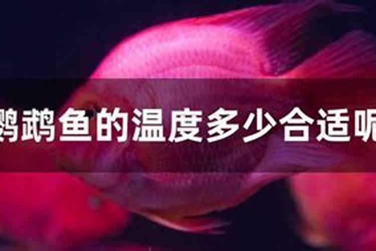 花生控旺的最佳时期？怎么控,有哪些技巧？