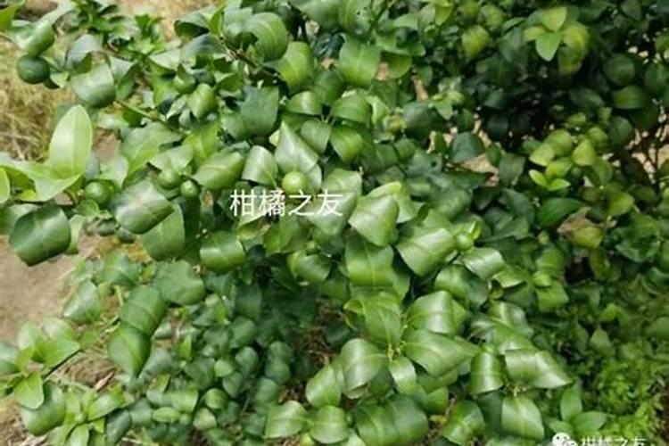 冬天怎样给栀子花浇水