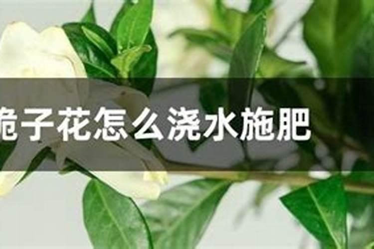 猕猴桃用什么肥料好