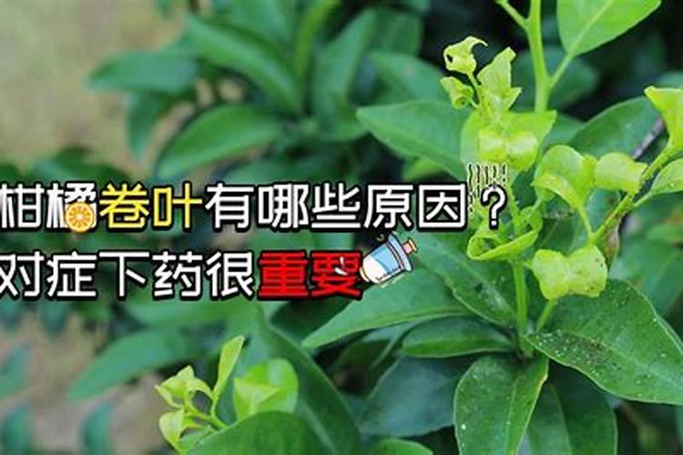 柑橘树缺硼的症状和防治措施是什么？