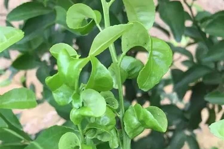 瓜果蔬菜缺硼会带来哪些危害,补施硼肥的作用和方法是什么？