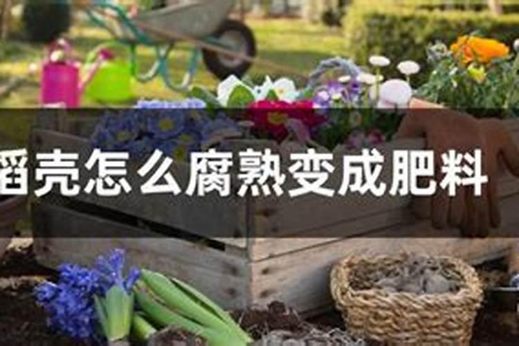 "绿叶王"该如何养？