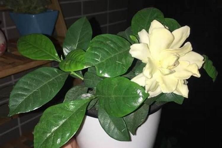 养栀子花的肥料 栀子花最好的肥料是什么怎么施