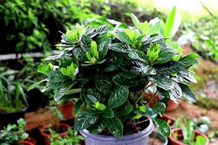 栀子花施什么肥好