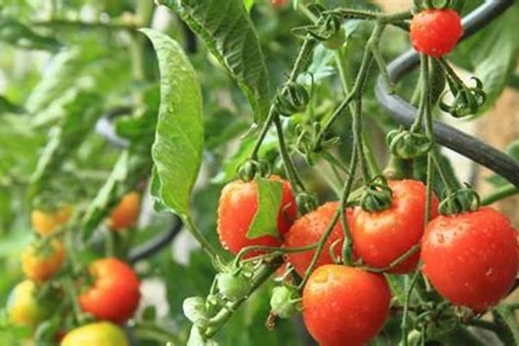 樱桃小番茄施肥要合理,樱桃小番茄如何合理施肥？