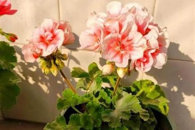 大棚里种植西红柿怎么施肥最好