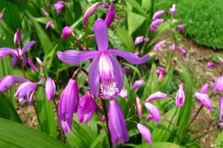 白芨施肥时间在什么时候 施肥技巧总结