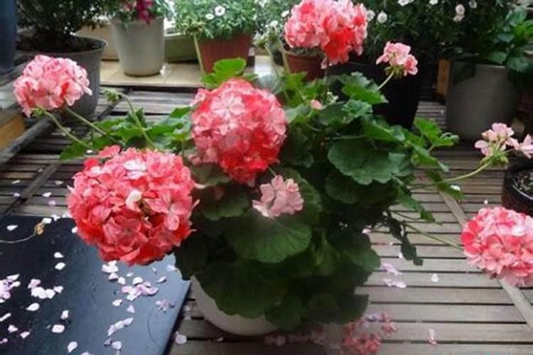 盆栽天竺葵,第一波花谢后,施什么肥比较好？