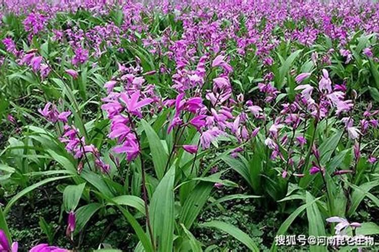 白芨用什么肥料最好