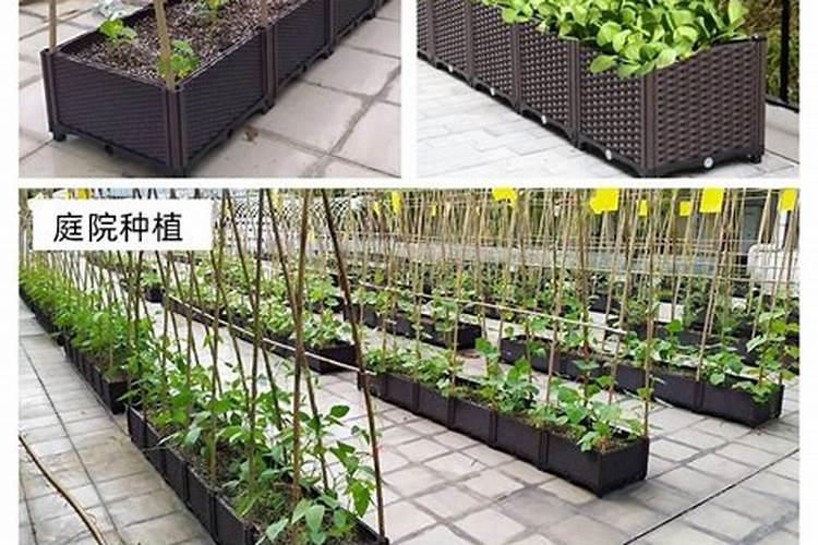 冬油菜籽的种植时间是什么？