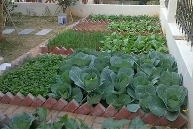 骨粉种菜用量多少