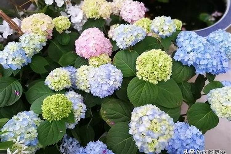 绣球花应该如何施肥管理？