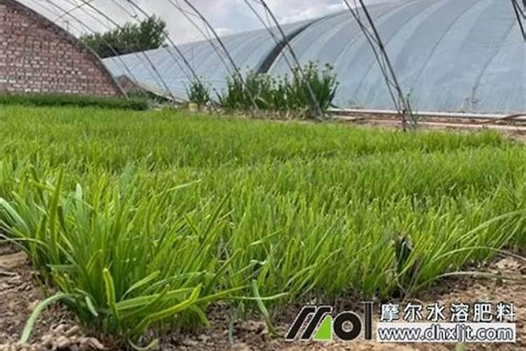脐橙打药水方法