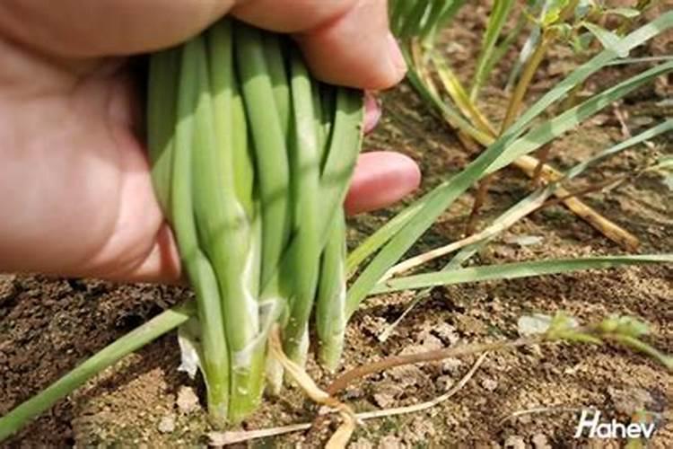塑料大棚韭菜第一刀能浇几次,冲什么化肥好