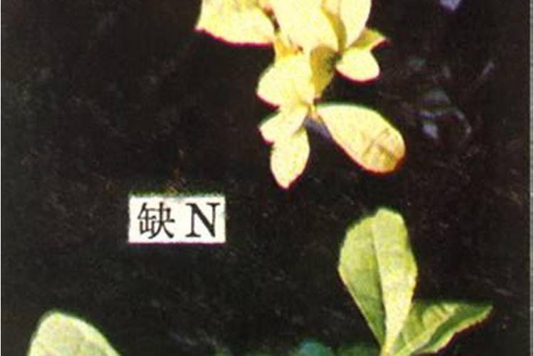茶树叶子干枯什么原因