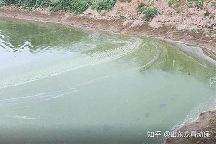 水产养殖户应该如何做好水体的藻菌调控工作？