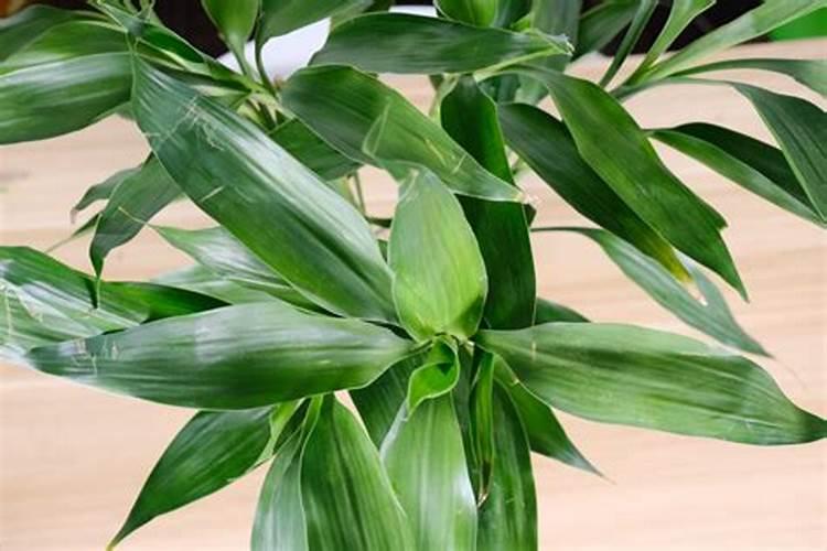 大蒜采收蒜苔后如何管理？