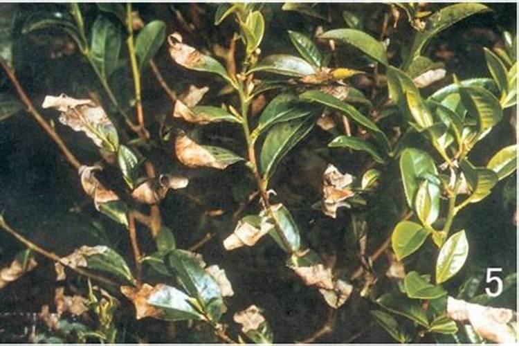 茶树最忌三种肥料