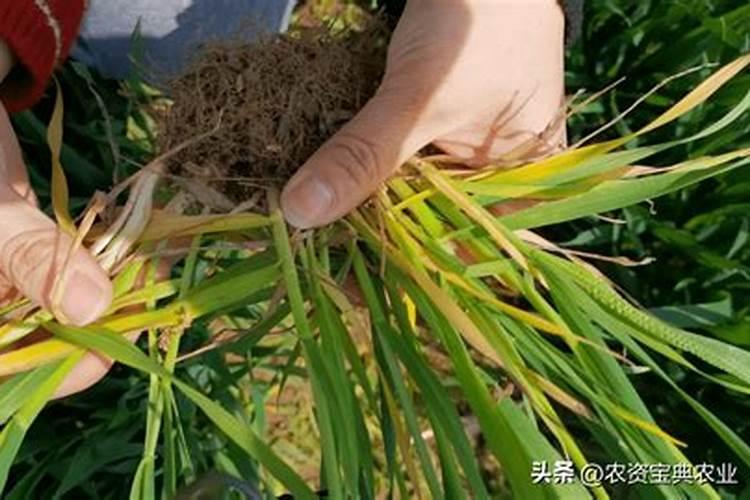 小麦拔节期管理技术要点
