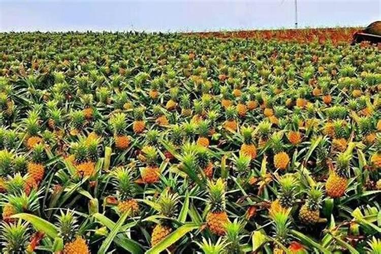 菠萝的施肥配方特点和施肥技术要点是什么