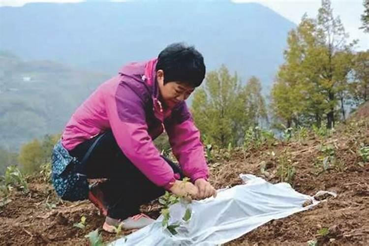 茶叶化肥使用方法
