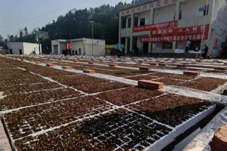 锌肥叶面喷施注意事项
