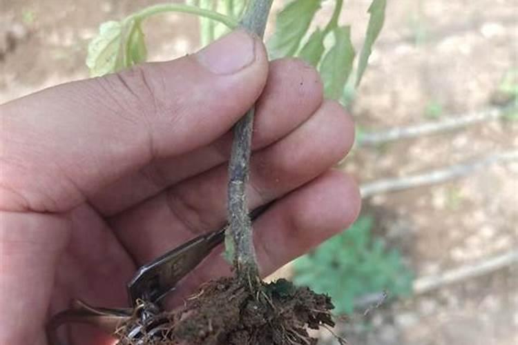 蔬菜定植后迟迟不扎根是什么原因？