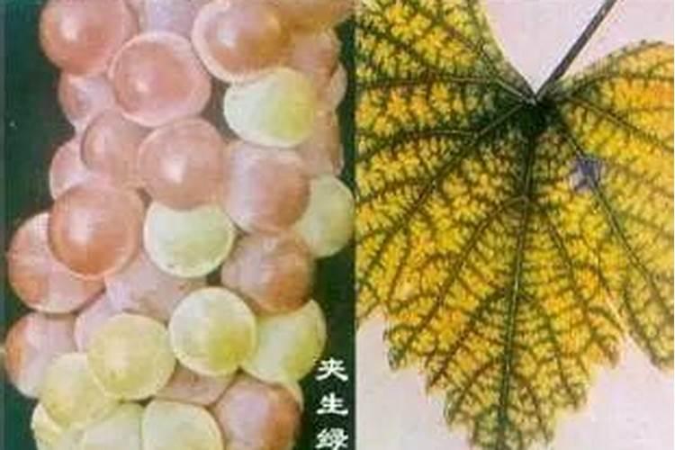 映山红叶子晚上发焉和黄叶子什么毛病？