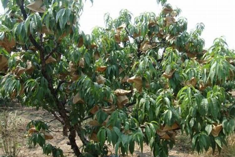 促进开花施什么肥料(果树促花用什么叶面肥好)