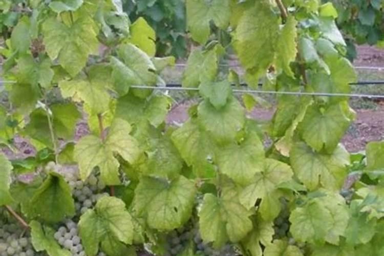 葡萄的缺镁病体现都有哪些？