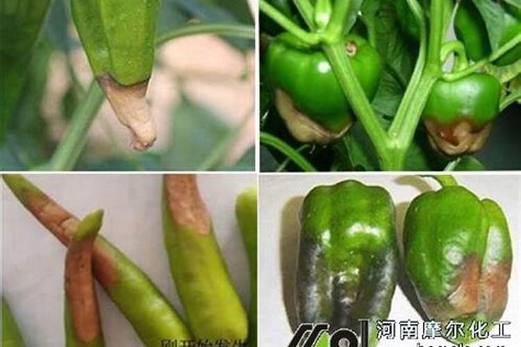 辣椒为什么要补钙？有什么好处？
