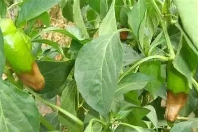 这辣椒是软腐病,还是脐腐病,要下什么药。