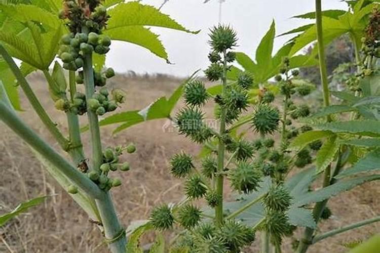 蓖麻的 价格及亩产