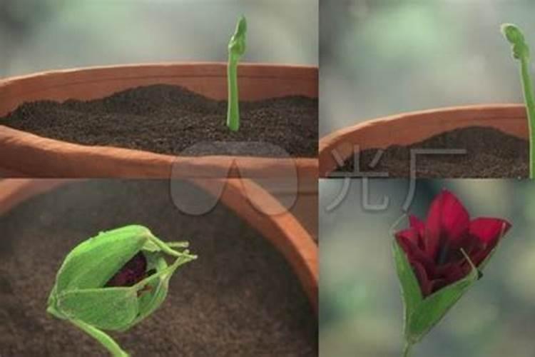 玫瑰花需什么肥料