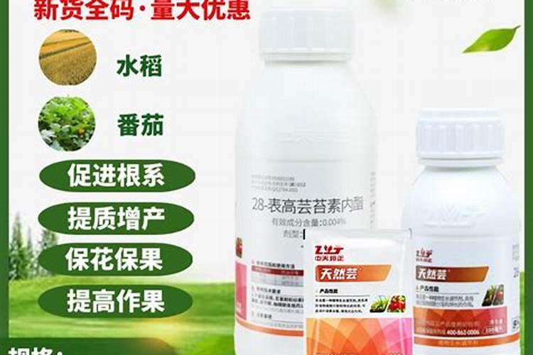 老砗磲如何