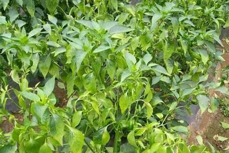 什么肥促进花芽分化;什么肥料能让根系快速生长