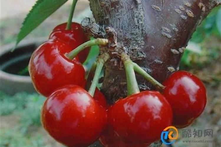 兰花在夏季可以翻盆吗
