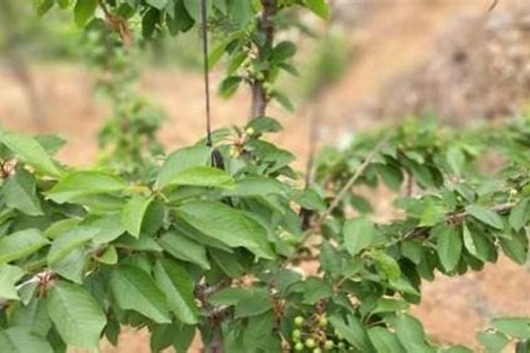 樱桃开花可施什么肥料