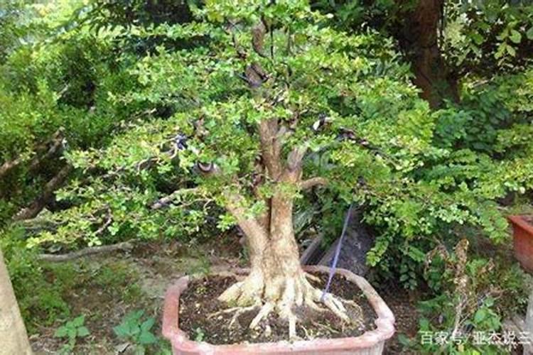 木槿花需要什么肥料