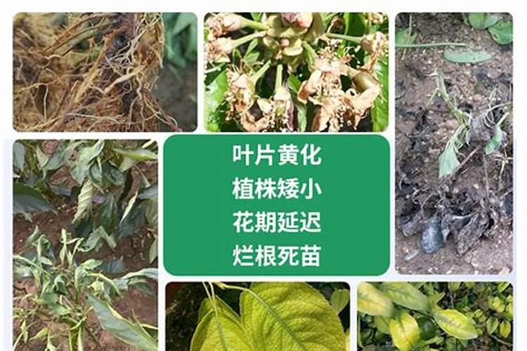 雨后几个小时可以打农药
