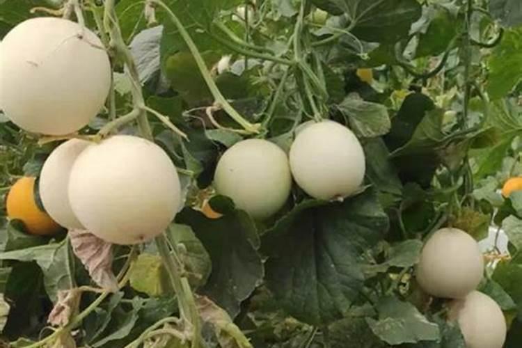 香瓜施什么肥料最好