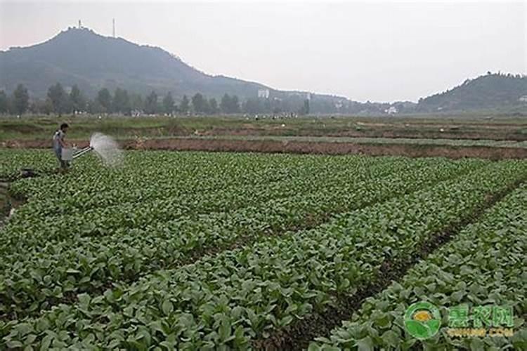 农业公司必定红火的名字