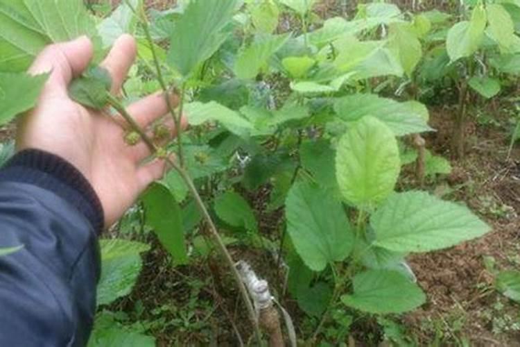 种莲藕禁用哪些肥料？