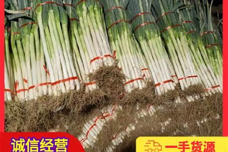 芦苇笋可以吃吗