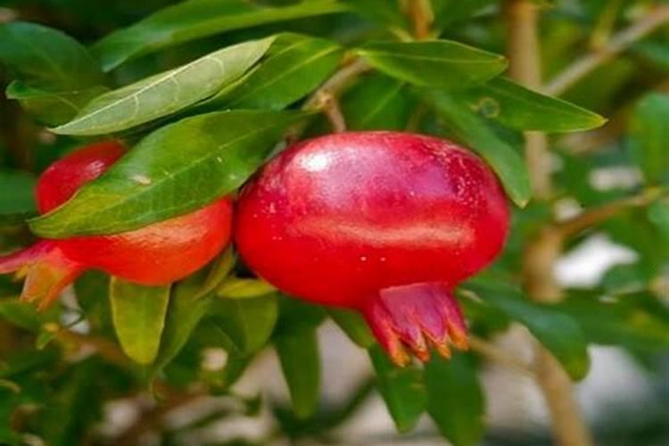 九叶青花椒栽后多久施肥的问题？